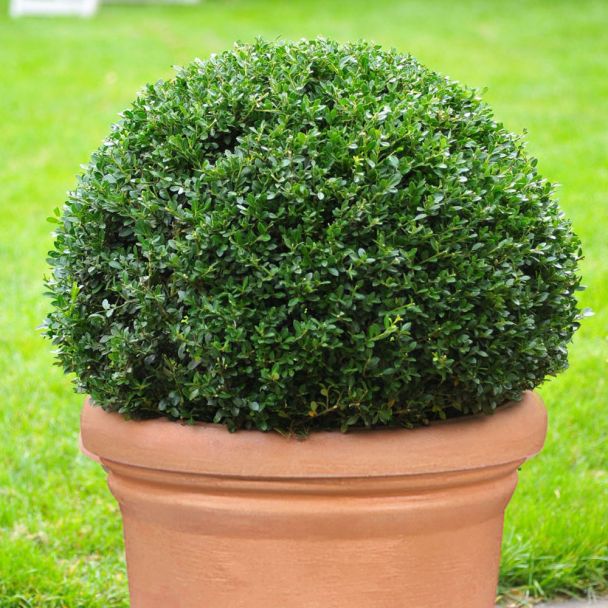 Ilex 'Dark Green' Kugel