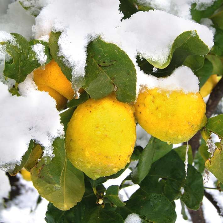 Bergzitrone und Asihum Bio Universaldnger kaufen | Ahrens+Sieberz -  Pflanzenversand & Gartenbedarf