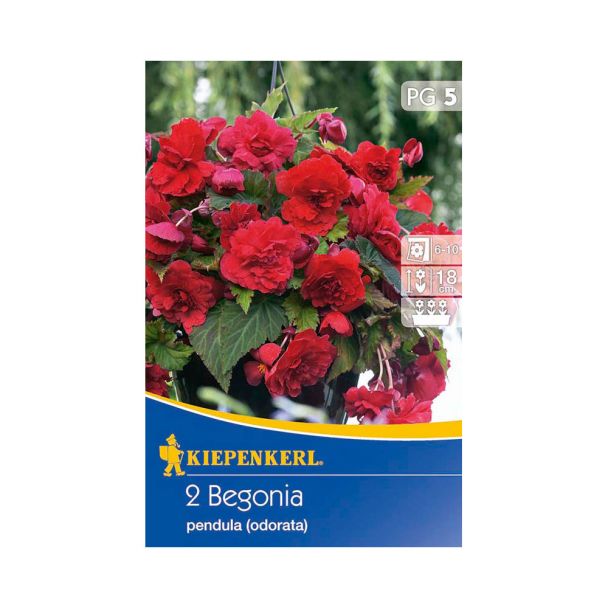 Duft-Begonie rosa-rot, hängend