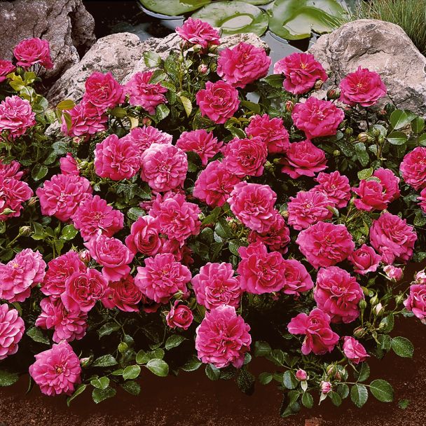 Bodendecker-Rosen 'San Remo', pinkrosa