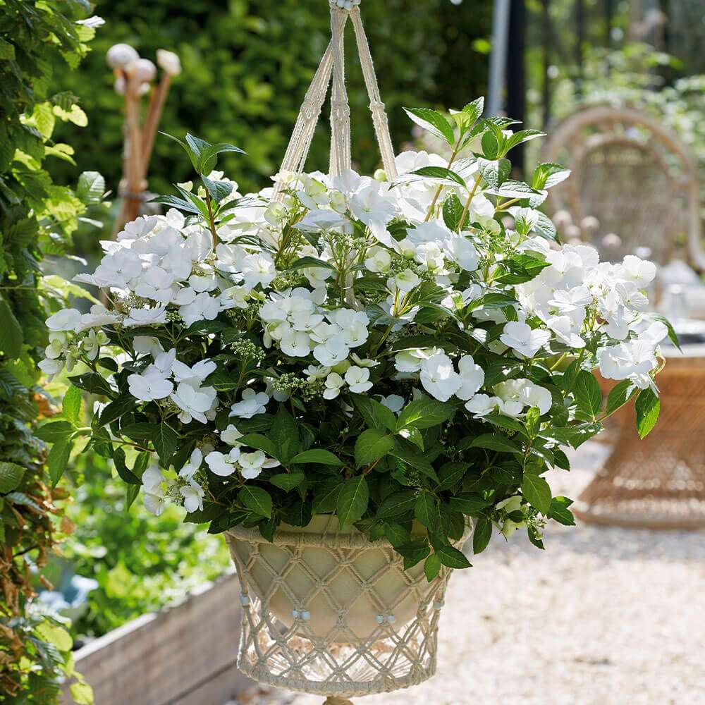 Hortensie Runaway Bride kaufen | Ahrens+Sieberz - Pflanzenversand &  Gartenbedarf