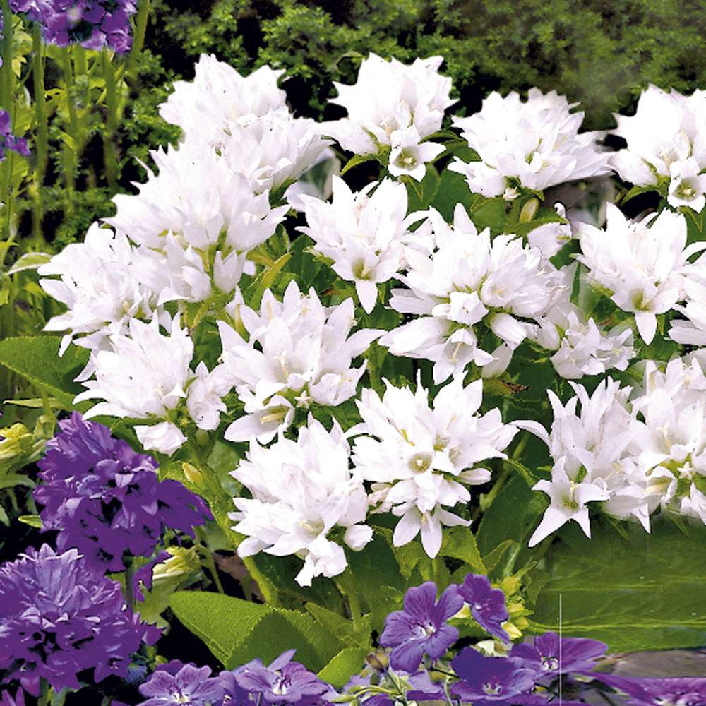 Campanula Glomerata 'Alba' – Weiße Knäuel-Glockenblume, Winterhart & Bienenfreundlich, Im 9-cm-Topf