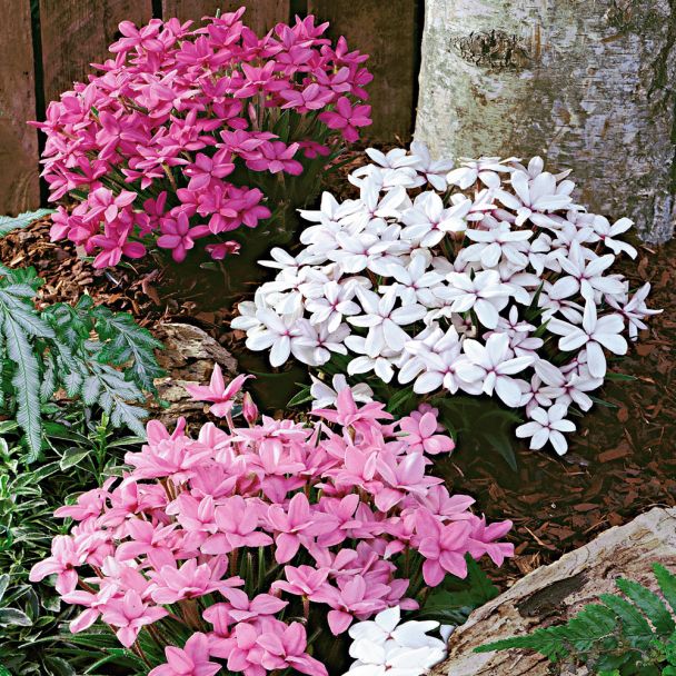 'Twinkle Star', hellrosa