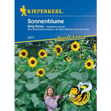 Riesen-Sonnenblumen 'King Kong'