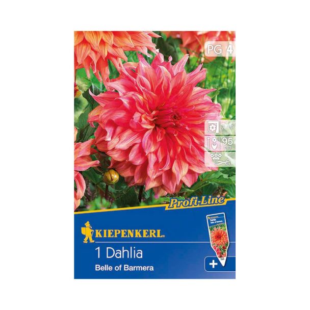 Riesenblütige Dahlie 'Belle of Barmera'