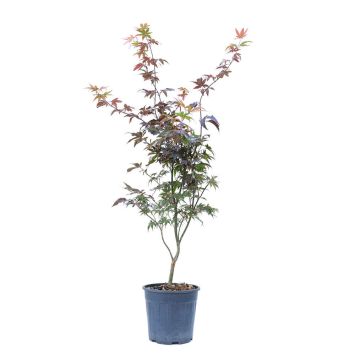 Roter Fächerahorn ‘Bloodgood’