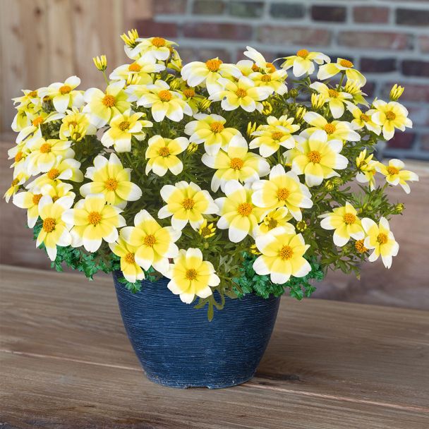 Bidens Goldmoon