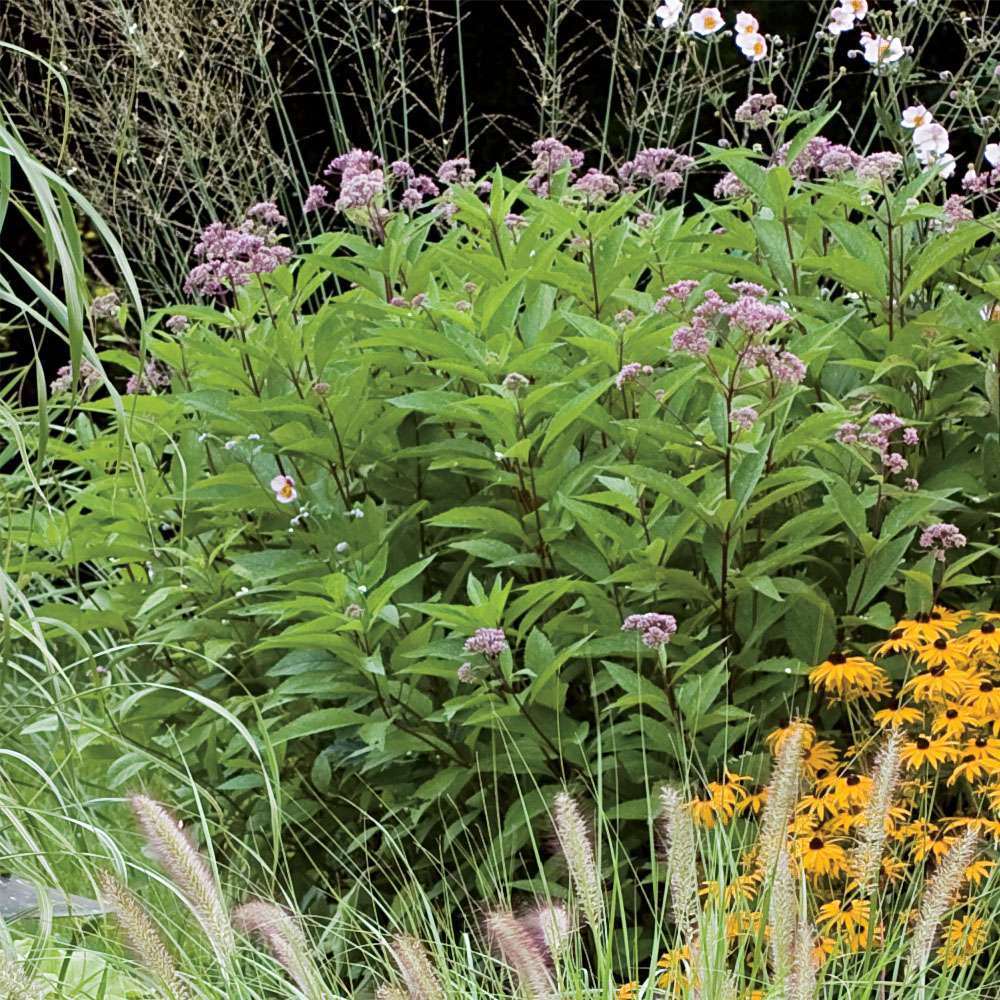 Eupatorium Wasserdost Stauden hoch Blühstauden Stauden Ahrens