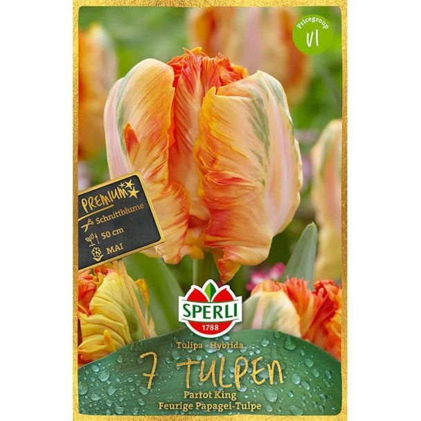 Sperli Premium Tulpen Parrot King