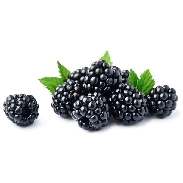 Brombeere Black Satin