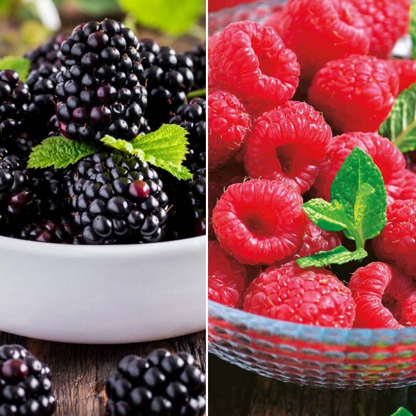SA. 4 Himbeeren Rubina Royal + 4 Brombeeren Black Bromba