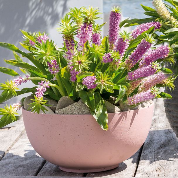 Eucomis Aloha® Leia