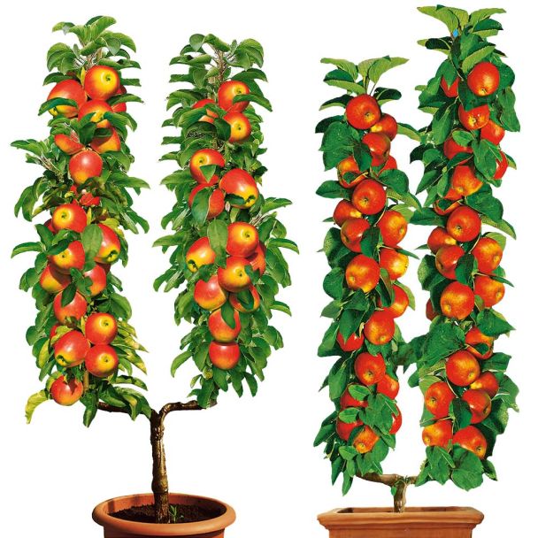 BefruchterSet: Elstar, CoxOrange U-Form-Bäume