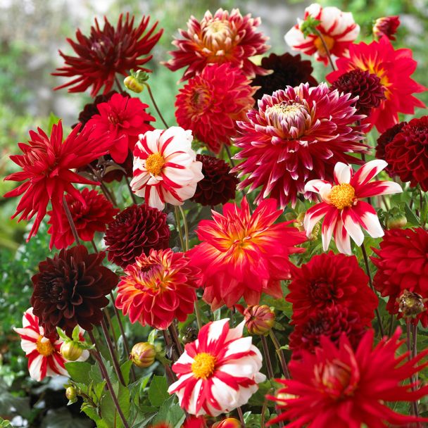 Dahlie Shades of Red