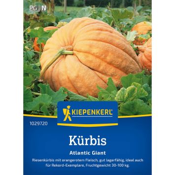 Kürbis 'Atlantic Giant'