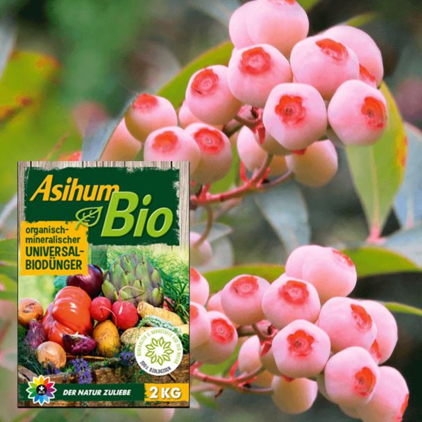 Heidelbeere Pink Bonbons und Asihum Bio Universaldünger im Sparset
