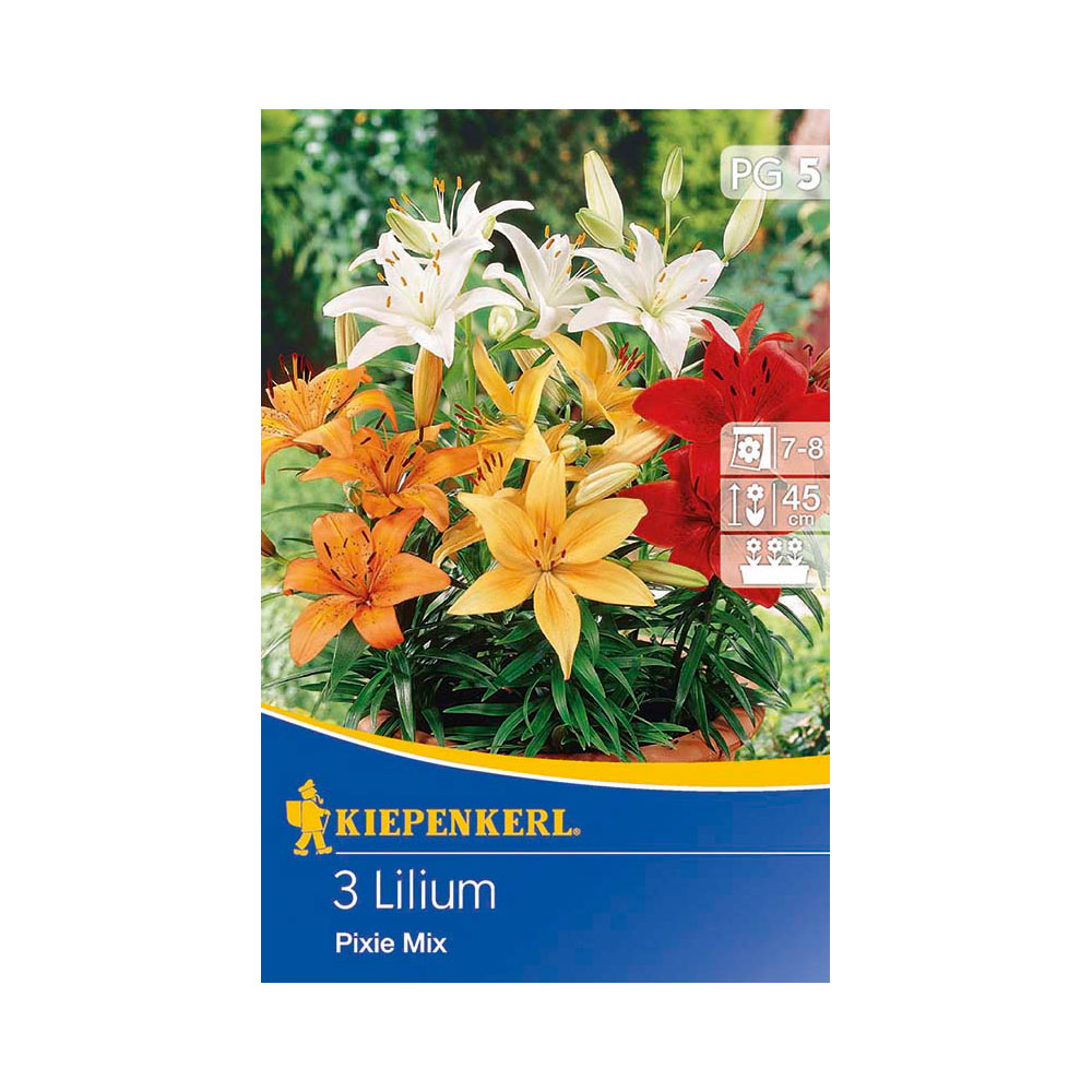 slutpunkt Forvirre Elegance Niedrige Lilien 'Pixie Mix' | Lilien | Blumenzwiebeln | Ahrens+Sieberz -  Pflanzenversand & Gartenbedarf