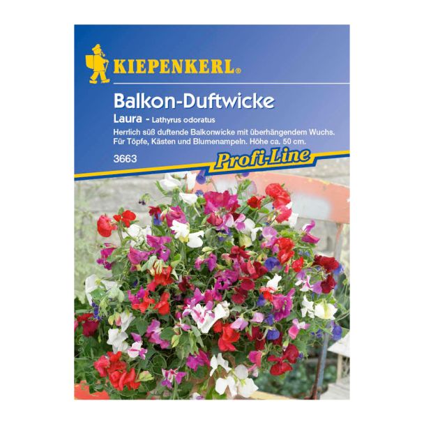 Balkon-Duftwicke 'Laura'