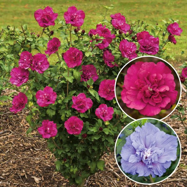 Set-Preis 2x Hibiskus Chiffon®: 1x Magenta Chiffon® & Blue Chiffon®