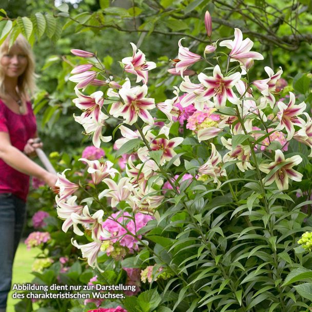 Riesenbaumlilie 'Montego Bay'