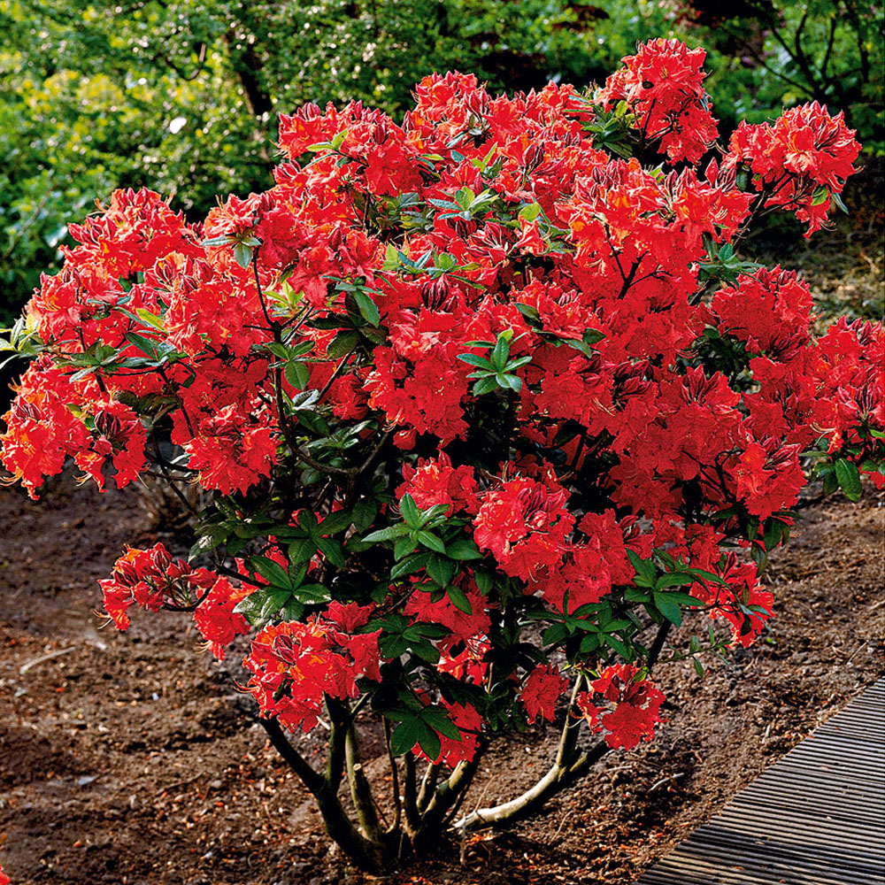 Grossblumige Azaleen Gibraltar Kupferrot Rhododendren Azaleen Straucher Baume Bluh Ziergeholze Ahrens Sieberz Pflanzenversand Gartenbedarf