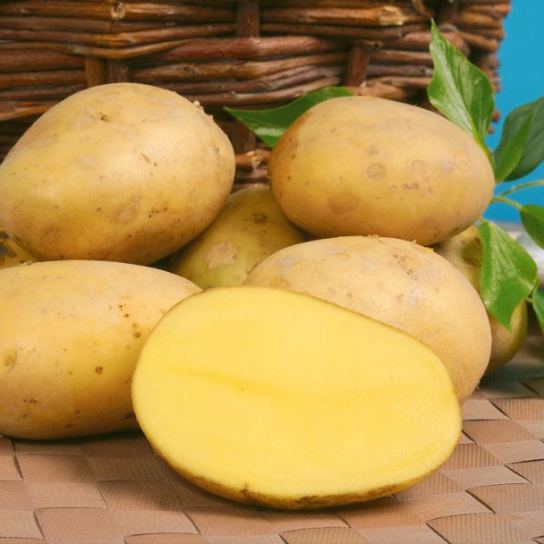Pflanzkartoffeln 'Belana', Früh 2,5 Kg