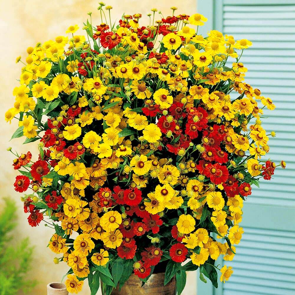 Helenium Sunshine Stauden hoch Blühstauden Stauden Ahrens