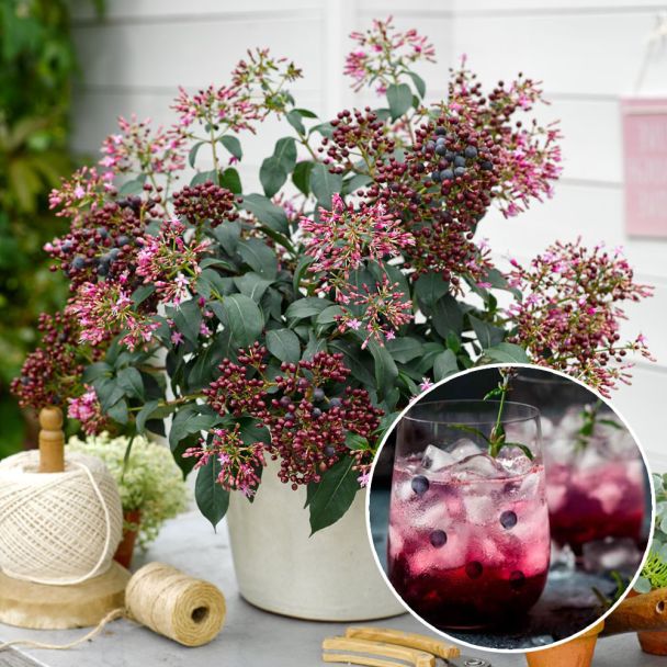 Mexikanische Baumfuchsie 'Blutini'