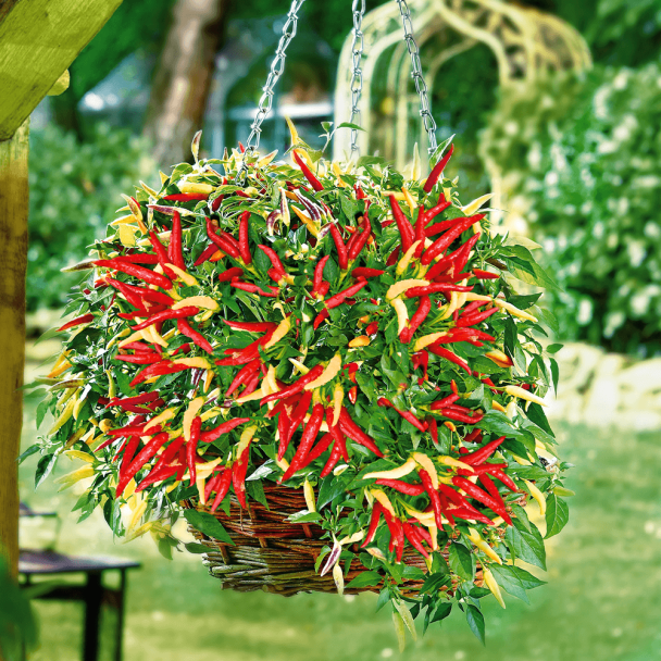 Hänge-Paprika 'Volante®' Hot Red