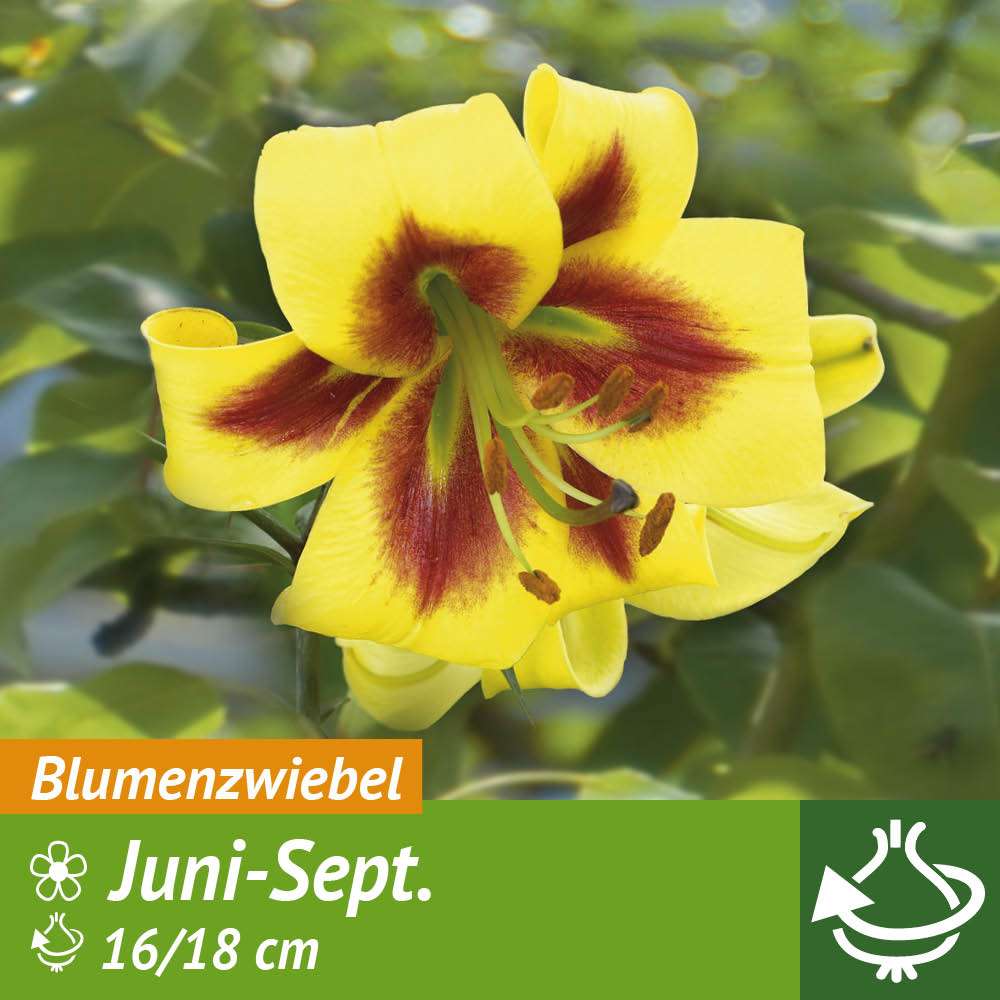 RiesenBaumLilie 'Robert Swanson' Lilien Blumenzwiebeln Ahrens