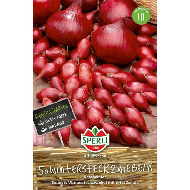 Rote Steckzwiebel Rote Winter