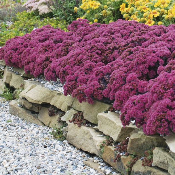 Polstersedum 'Dazzleberry'