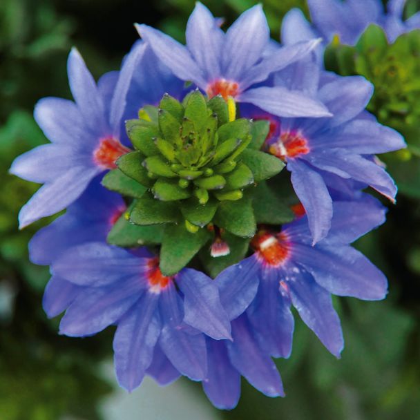Fächerblumen 'Brillant'