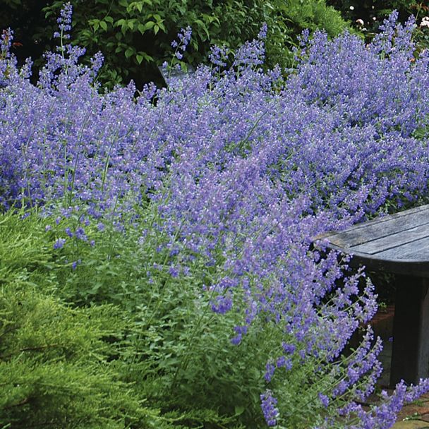 Nepeta 'Walker´s Low'