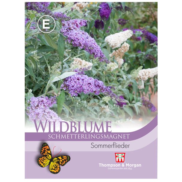 Wildblume Schmetterlingsmagnet (Sommerflieder)