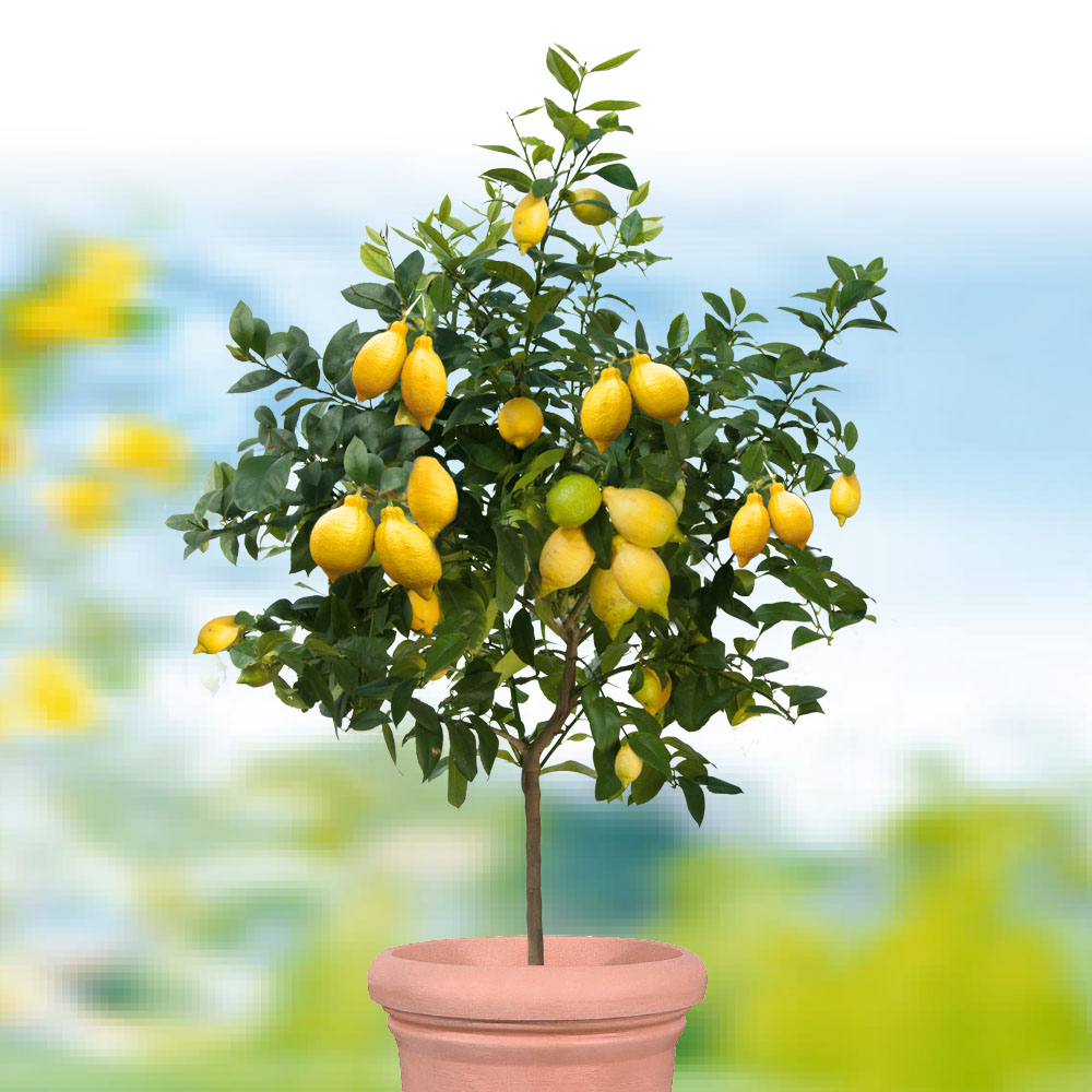 Zitronenbaum \'Sorrento\' kaufen | Gartenbedarf Pflanzenversand & - Ahrens+Sieberz