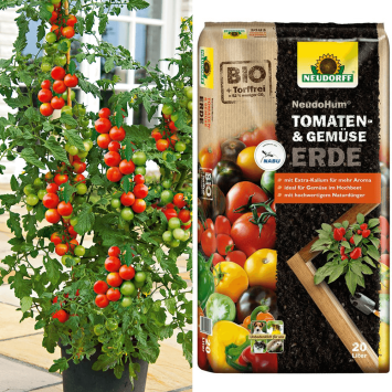 Tomate Tomaccio + Erde (Sparangebot)
