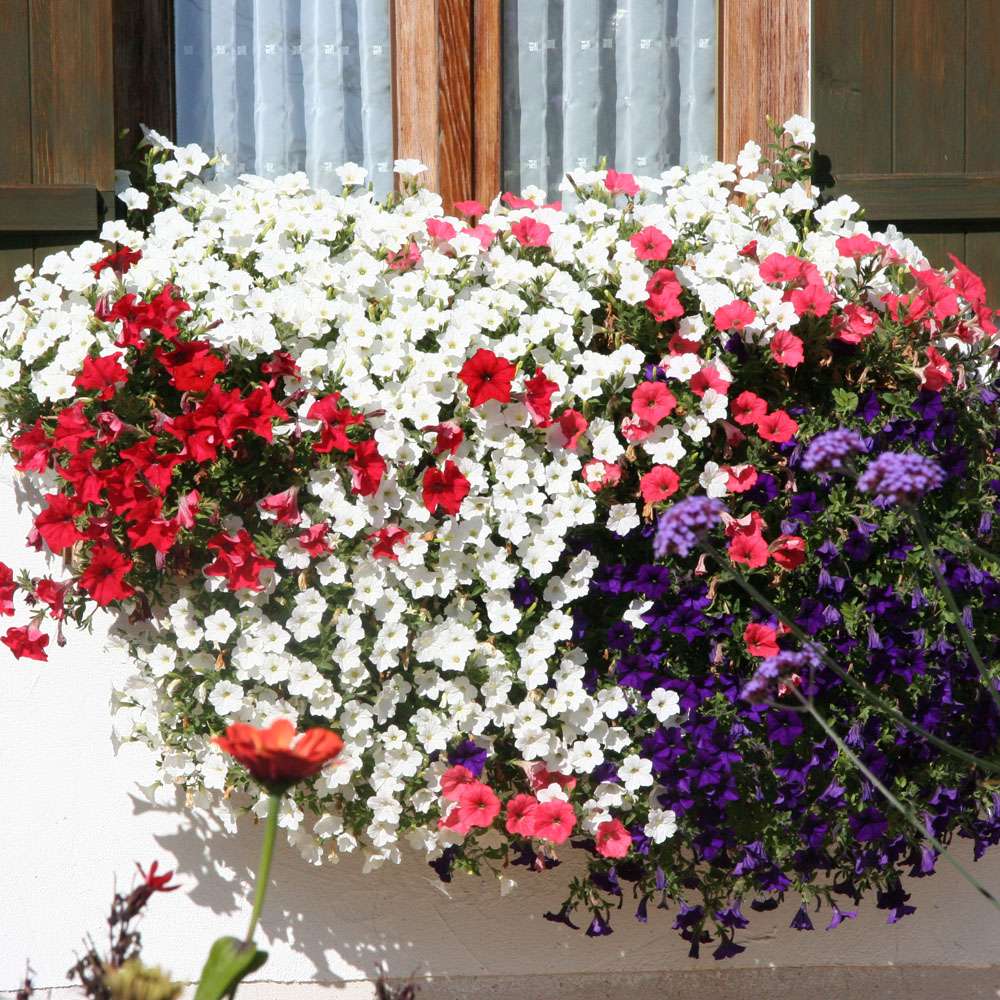 Alpen-Petunie AlpeTunia White kaufen | Ahrens+Sieberz - Pflanzenversand &  Gartenbedarf