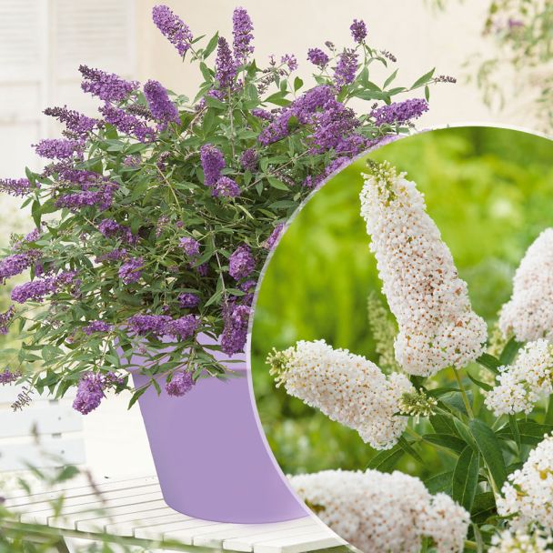 2 Zwergflieder: 'Purple Lion' und 'White Swan'