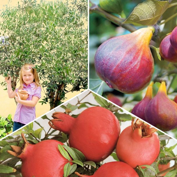 3 mediterrane Bäume - Olive, Feige, Granatapfel