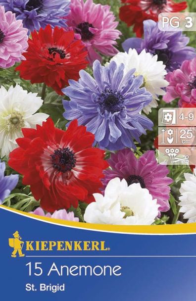 Kronen-Anemone, gefülltblühende Mischung