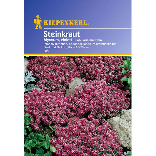 Steinkraut 'Alyssum, violett'