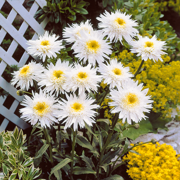 Margerite Crazy Daisy