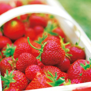 Französische Gourmet-Frucht Erdbeere Gariguette-Topfpflanze
