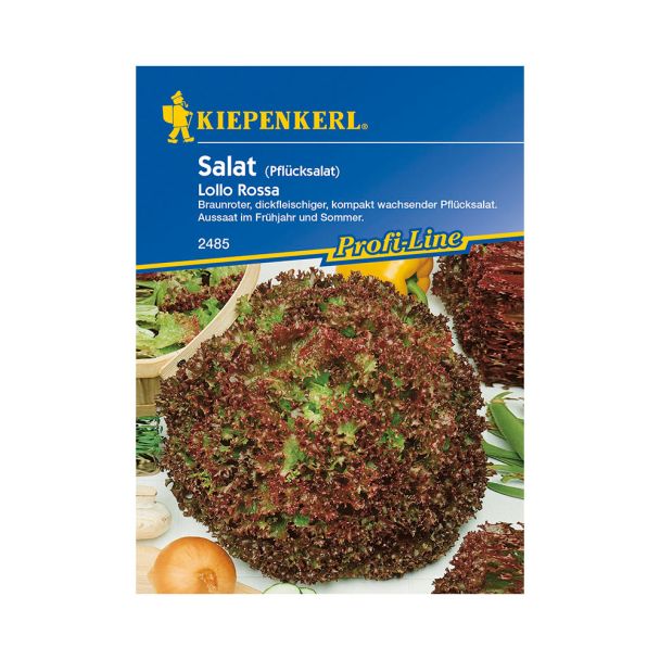 Pflücksalat 'Lollo Rossa'