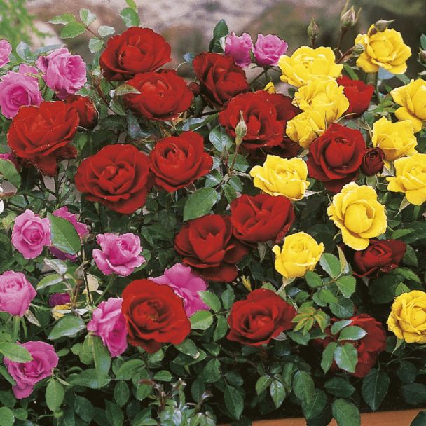Zwerg-Rosen, leuchtendrot