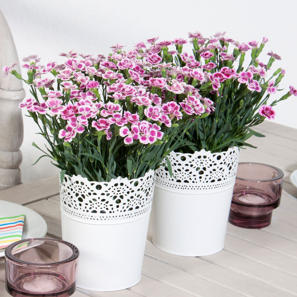 Nelken 'Pink Kisses®' | Zimmerpflanzen | Balkon & Sommerblumen | Ahrens ...
