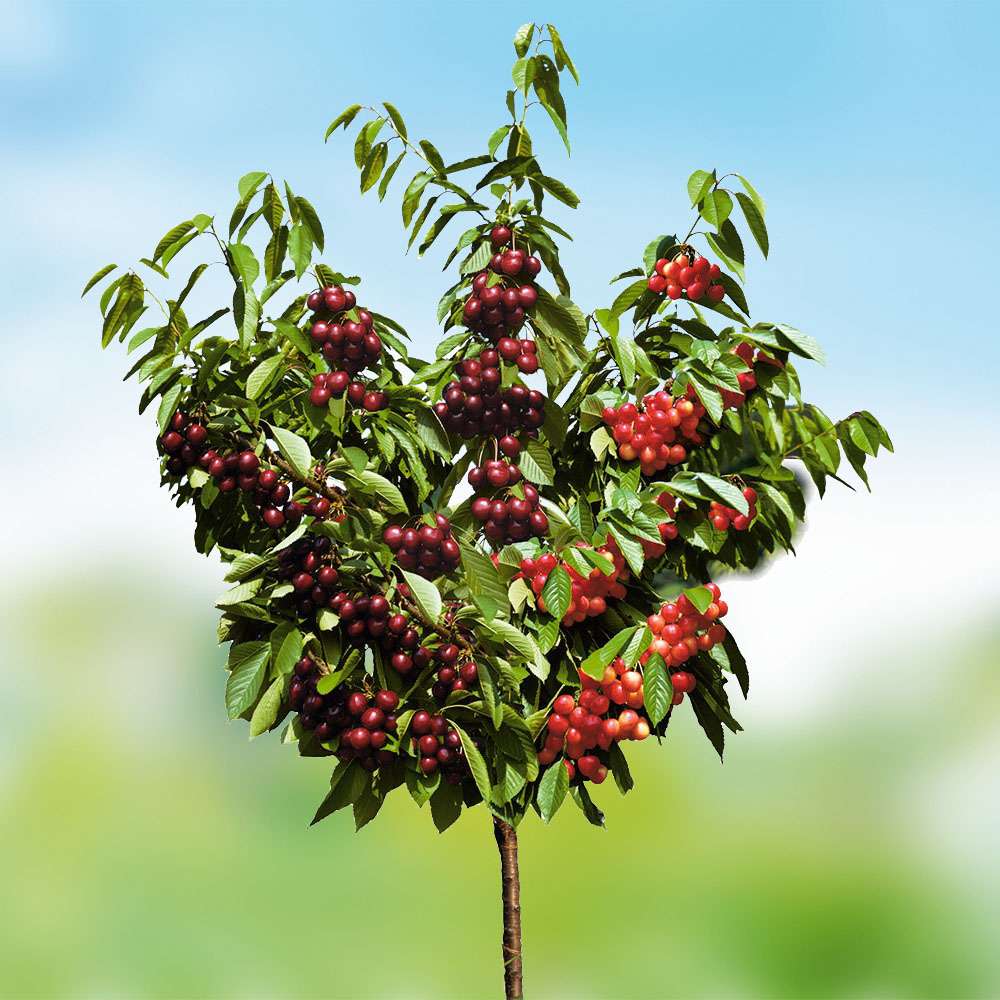 S kirschen Duo Duo Obstgeh lze Kirschen Obst Ahrens Sieberz s-kirschen-duo-duo-obstgeh-lze-kirschen-obst-ahrens-sieberz