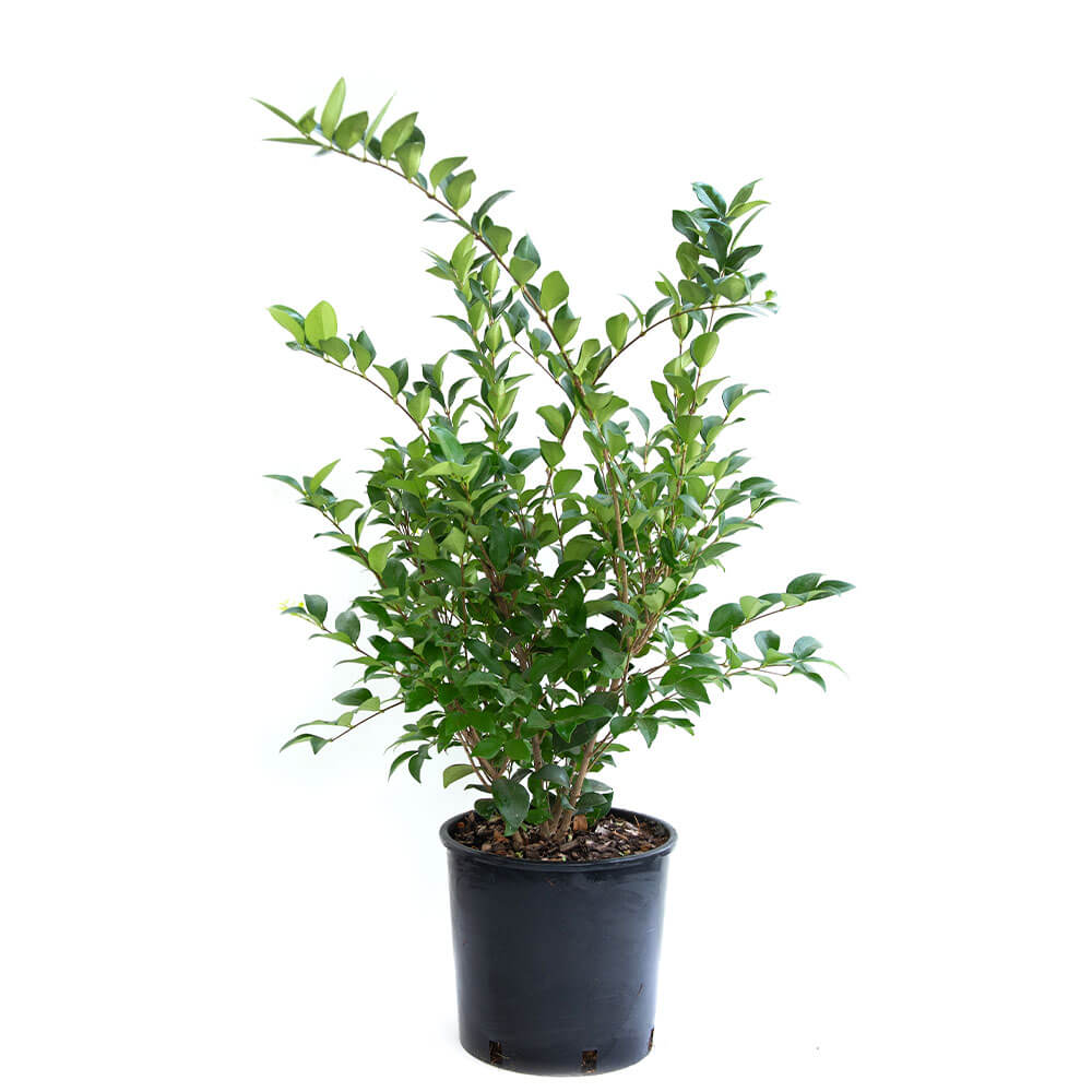 Japanischer Liguster 'Texanum' kaufen | Ahrens+Sieberz - Pflanzenversand &  Gartenbedarf