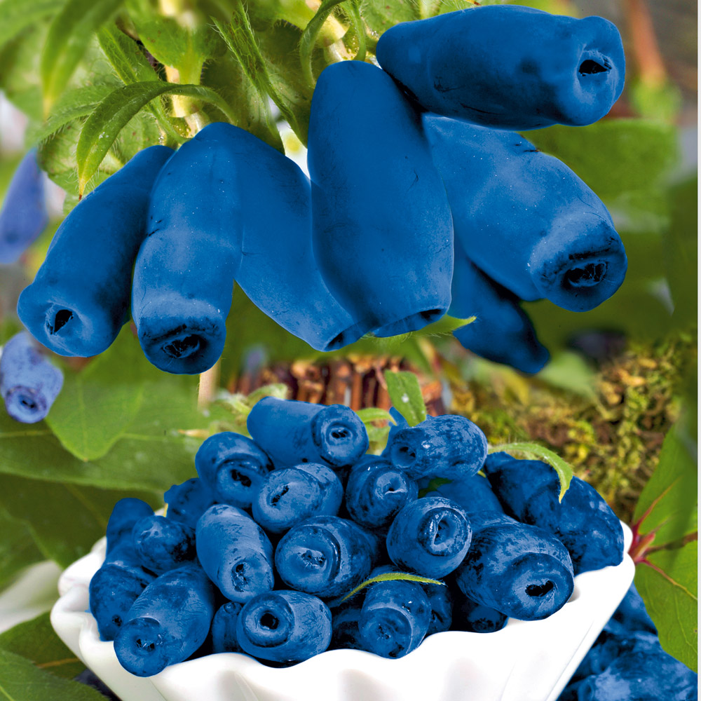 Honigbeere 'Fialka' | Honigbeeren | Obst | Ahrens Sieberz - Pflanzenversand & Gartenbedarf
